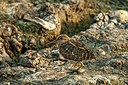 BUITEN BEELD Foto: 356463
