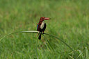 BUITEN BEELD Foto: 356483