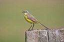 BUITEN BEELD Foto: 356502