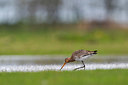 BUITEN BEELD Foto: 356612