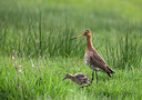 BUITEN BEELD Foto: 356659