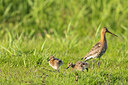 BUITEN BEELD Foto: 356661