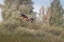 BUITEN BEELD Foto: 356691
