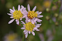 BUITEN BEELD Foto: 356780