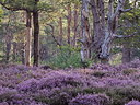 BUITEN BEELD Foto: 356802