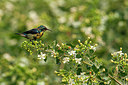 BUITEN BEELD Foto: 356856