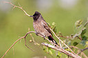 BUITEN BEELD Foto: 356864