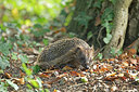 BUITEN BEELD Foto: 356868