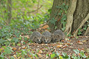 BUITEN BEELD Foto: 356872