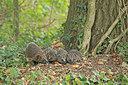 BUITEN BEELD Foto: 356873