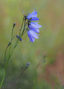 BUITEN BEELD Foto: 356899