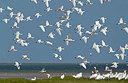BUITEN BEELD Foto: 356905