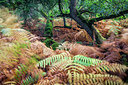 BUITEN BEELD Foto: 357021