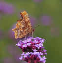 BUITEN BEELD Foto: 357030