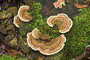 BUITEN BEELD Foto: 357097