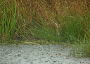 BUITEN BEELD Foto: 357261