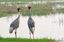 BUITEN BEELD Foto: 357311