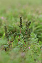 BUITEN BEELD Foto: 357340