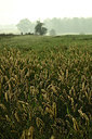 BUITEN BEELD Foto: 357356