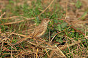 BUITEN BEELD Foto: 357404