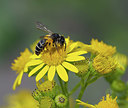 BUITEN BEELD Foto: 357493