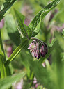 BUITEN BEELD Foto: 357654