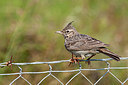 BUITEN BEELD Foto: 357829