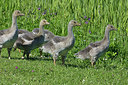 BUITEN BEELD Foto: 357938
