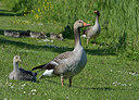 BUITEN BEELD Foto: 357996