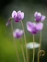 BUITEN BEELD Foto: 358033