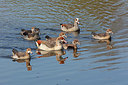 BUITEN BEELD Foto: 358139
