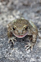BUITEN BEELD Foto: 358279