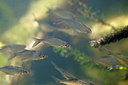 BUITEN BEELD Foto: 358289