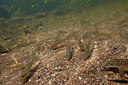 BUITEN BEELD Foto: 358310