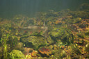 BUITEN BEELD Foto: 358314