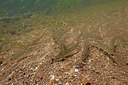 BUITEN BEELD Foto: 358319
