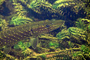 BUITEN BEELD Foto: 358368