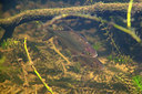 BUITEN BEELD Foto: 358372