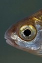 BUITEN BEELD Foto: 358373