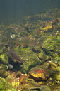 BUITEN BEELD Foto: 358378