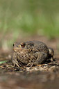BUITEN BEELD Foto: 358383