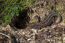 BUITEN BEELD Foto: 358411