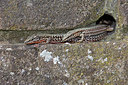 BUITEN BEELD Foto: 358415