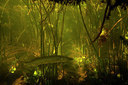 BUITEN BEELD Foto: 358428
