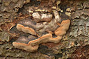 BUITEN BEELD Foto: 358451
