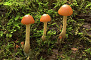 BUITEN BEELD Foto: 358456