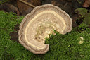 BUITEN BEELD Foto: 358457