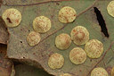 BUITEN BEELD Foto: 358461
