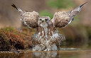 BUITEN BEELD Foto: 358486