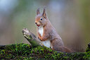 BUITEN BEELD Foto: 358501